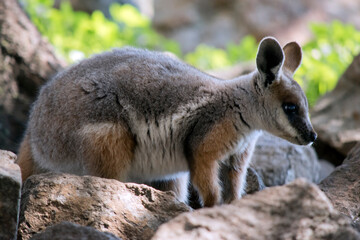 this is a side view of a young yellow footed rock wallaby