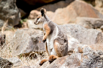 the joey yellow footed rock wallaby is looking fpr his mum