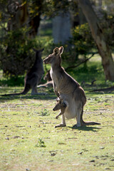 the western grey kangaroo has a joey in her pouch