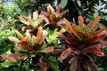 Codiaeum variegatum is the scientific name for the plant also named variegated croton, garden croton and Joseph's coat. © PaulSat