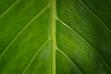 Green leaf macro view. Greenery background.