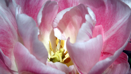 Fototapeta na wymiar Gentle pink tulip, close-up. Tulip petals close up