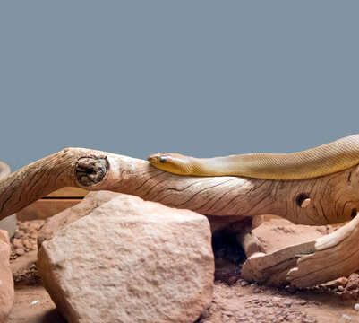 the woma pyton kills it prey by strangling them