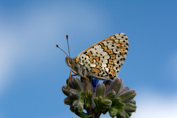 Macro shots, Beautiful nature scene. Closeup beautiful butterfly sitting on the flower in a summer garden.