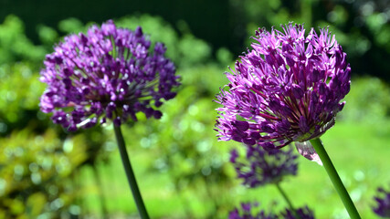Close up photography of an allium purple flower bud blooming, beige vivid colours, spring time. Round shaped blooming purple flower. 