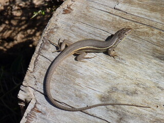 Sierra de Cazorla:  Large Psammodromus lizard