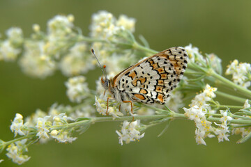 Macro shots, Beautiful nature scene. Closeup beautiful butterfly sitting on the flower in a summer garden.