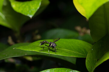 Macro de uma vespa preta e amarela pousada em uma folha verde
