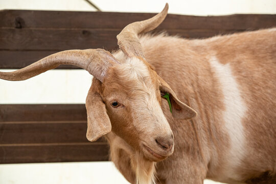 Goat, a domestic animal, a species of artiodactyls from the genus of mountain goats of the bovid family. The goat is a pet. Domesticated in the Middle East. Close-up, a goat on a sheep farm.
