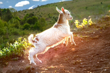 A small domestic goat plays and jumps on the ground, in the mountains, on the hill, at summer. Cute little goat plays on the green grass.