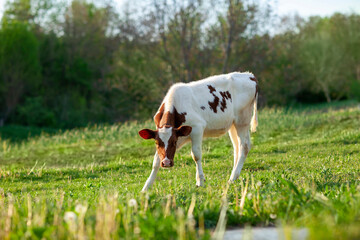 A white cow with a brown head stands in a green meadow near a watering hole and looks straight ahead.