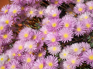 Marguerite de la Saint-Michel ou aster amellus, Collioure, Pyr&eacute;n&eacute;es-Orientales, Occitanie, France