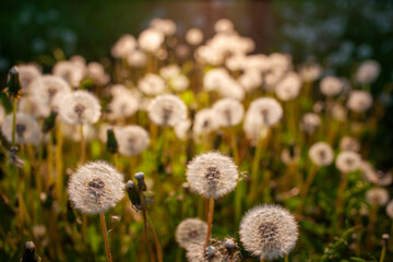 Dandelions are white flower heads, many plants look like background and decoration
