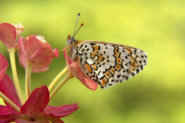 Macro shots, Beautiful nature scene. Closeup beautiful butterfly sitting on the flower in a summer garden.