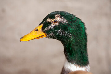 The head of a drake is a portrait close to a domestic bird. The male duck is a spleen. Looks away, profile view