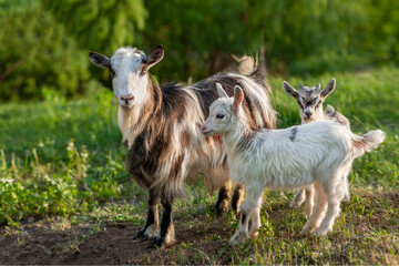 Domestic goats are a mother goat and two white kids goats. In nature, in the meadow. Pets. Portrait. The goats look at the viewer. A grass and a sky