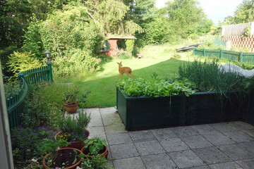 Reh im Hochbeetgarten © Elke Hötzel