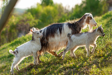 The goats go up on the ground. Domestic goats are a mother goat and two white kids goats. In nature, in the meadow. Pets. Portrait.