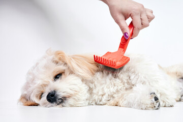 The girl combs the hair of a domestic pet puppy breed Maltipoo