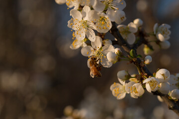 a worker bee on a white blossom in the warm evening sunlight