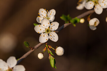 blooming tree branch in the warm evening light