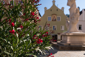 bushes with red flowers in the city center of Landshut