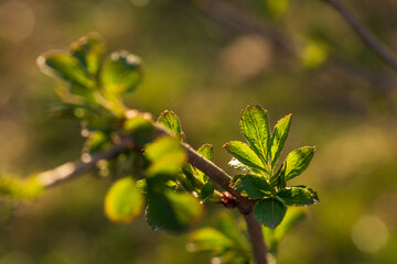 new green leaves on a bush
