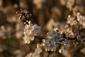 white blooming tree branch in the warm evening sunlight