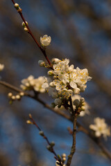 white blooming tree branch and blue sky on the background