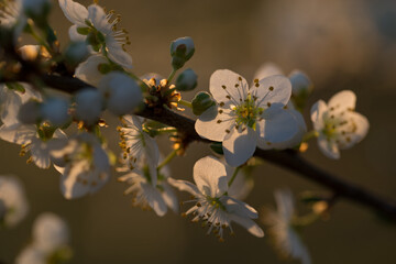 white blossom in the warm evening sunlight