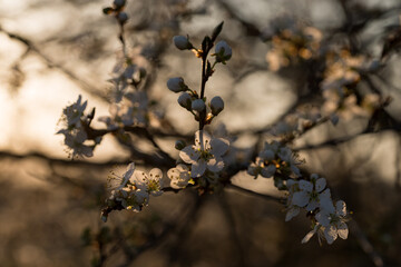 white flowers on e tree branch in the warm evening sunlight