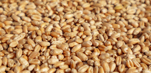 Closeup of harvest of ripe golden wheat, selected focus.