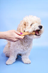 Maltipoo puppy biting a bone given to him by a girl