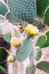 Big cactus in the pots. Cactus for decoration. Fluffy cactus with long needles.