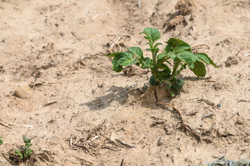 agriculture secheresse planete climat environnement 