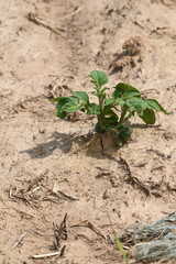 agriculture secheresse planete climat environnement 