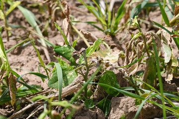 agriculture secheresse planete climat environnement 