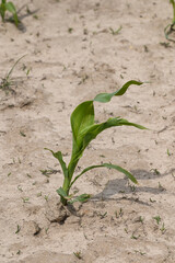 agriculture secheresse planete climat environnement 