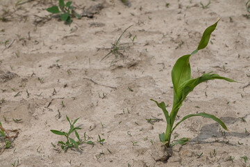 agriculture secheresse planete climat environnement 
