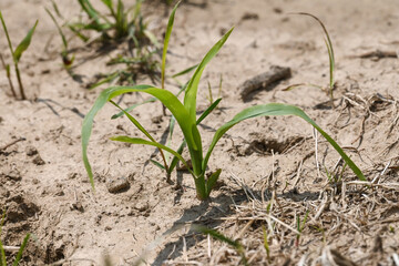 agriculture secheresse planete climat environnement 