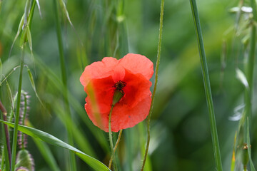 Obraz premium coquelicot