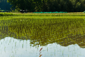 RICE FIELD, JAPAN - 509148965
