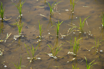 RICE FIELD, JAPAN - 509148971