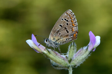 Macro shots, Beautiful nature scene. Closeup beautiful butterfly sitting on the flower in a summer garden.