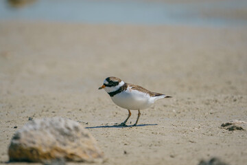 Little Ringed Plover (Charadrius dubius) feeding in the swamp