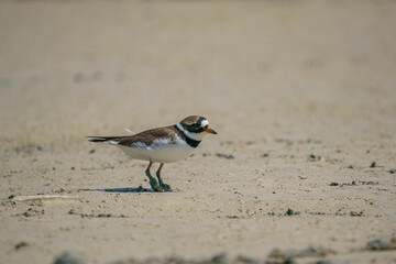 Little Ringed Plover (Charadrius dubius) feeding in the swamp