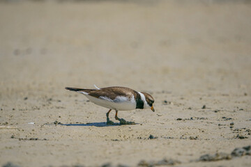 Little Ringed Plover (Charadrius dubius) feeding in the swamp