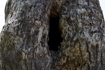 Close up of tree hole