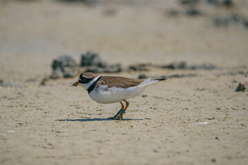 Little Ringed Plover (Charadrius dubius) feeding in the swamp