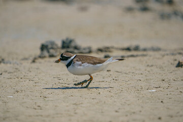 Little Ringed Plover (Charadrius dubius) feeding in the swamp